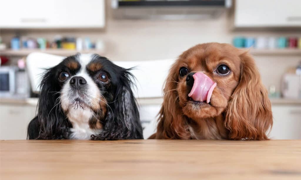 Two dogs begging at a table