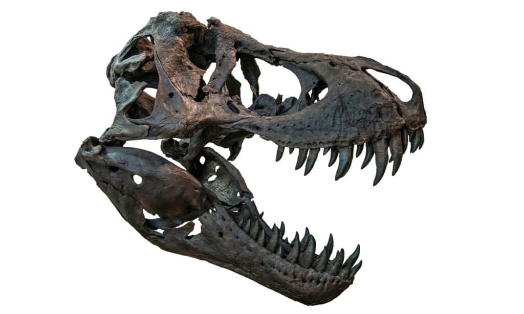 T-rex skull isolated on white background