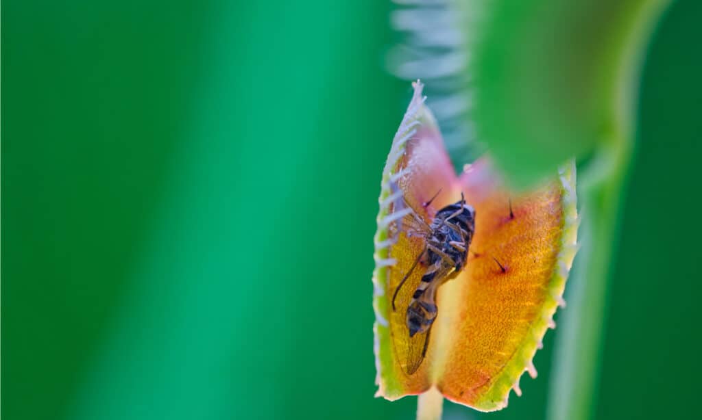venus flytrap eating wasps