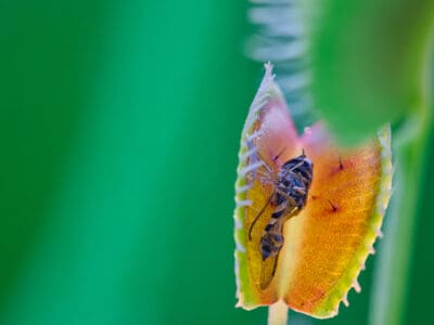 A Watch This Crazy Video Of Venus Flytraps Eating Wasps