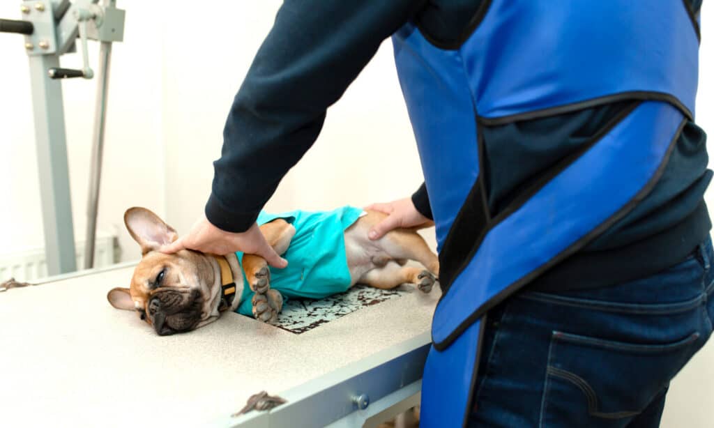 French Bulldog being prepped for an x-ray