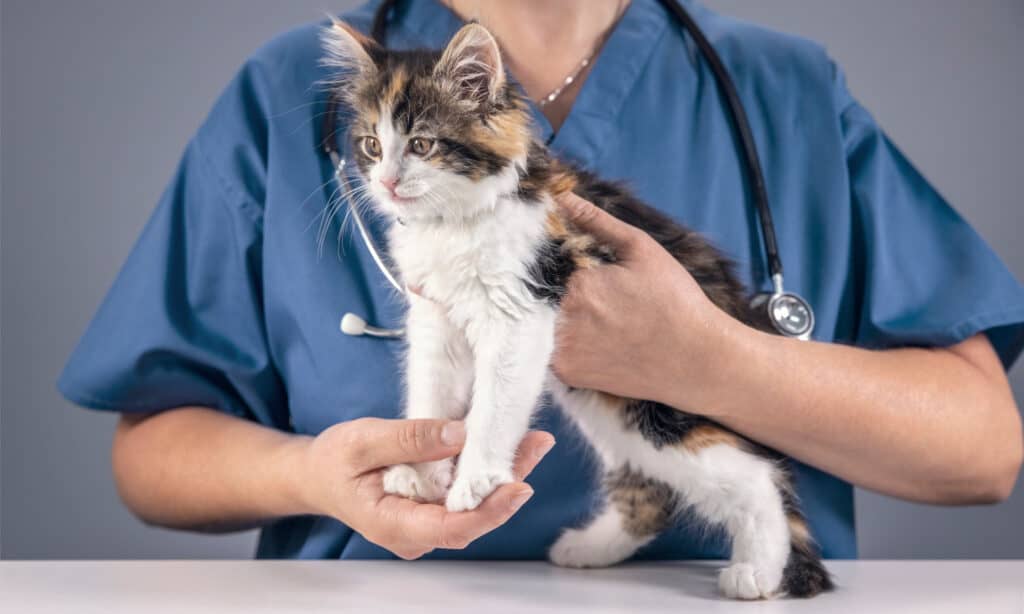 Veterinarian examining a kitten