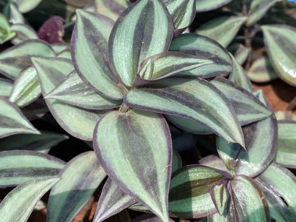 wandering jew is a very easy houseplant a propagate in water.