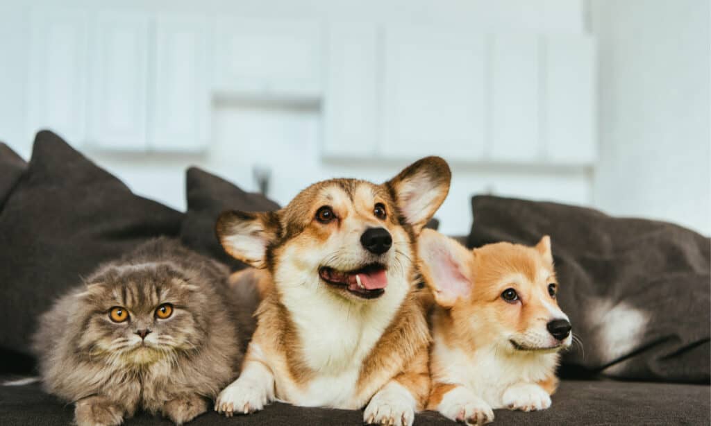 Welsh corgi dogs and British longhair cat on sofa at home