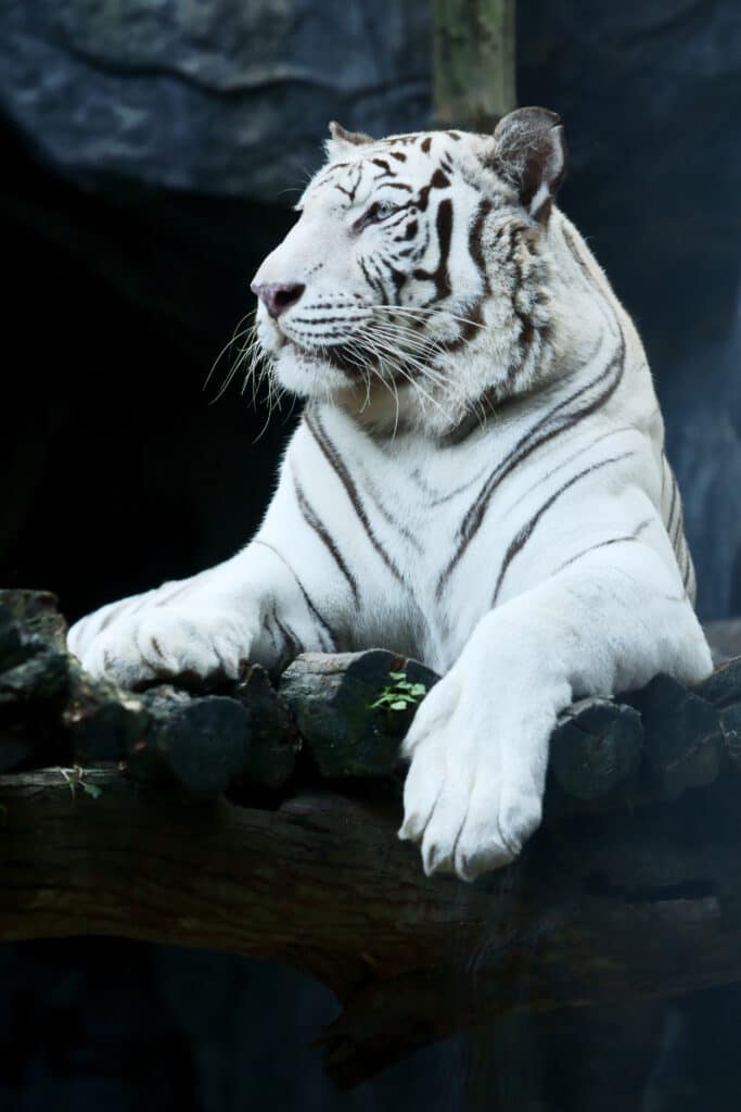white tiger king