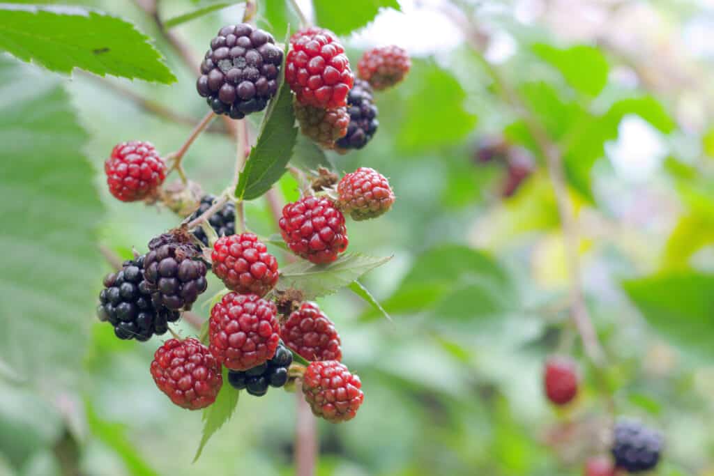 wild blackberries