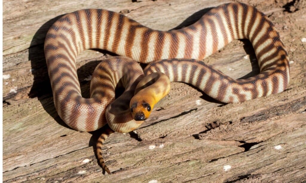 Woma python on log