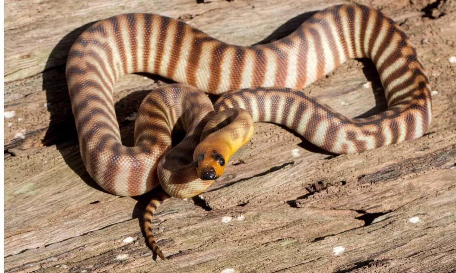 Woma Python Animal Facts | A. ramsayi - A-Z Animals