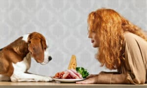 Can Dogs Eat Raw Meat? Only Some, Avoid These 3 Killers Picture