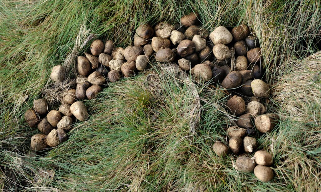 Meet The Animal That Poops Cubes A Z Animals