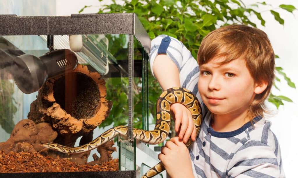 Young boy putting snake into its tank