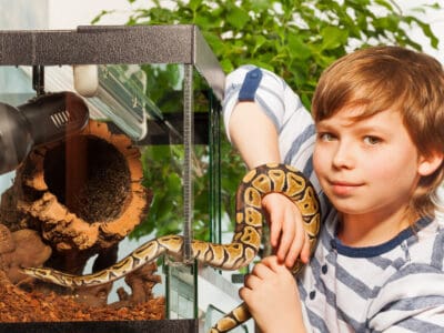 A The 5 Top Snake Terrariums for Your Pet