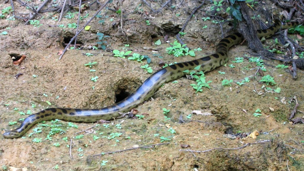 Eunectes beniensis, Rio Beni, Puerto Salinas, El Beni, Bolovia