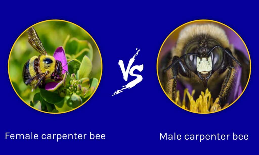 Male vs Female Carpenter Bee: What are the Differences? - A-Z Animals