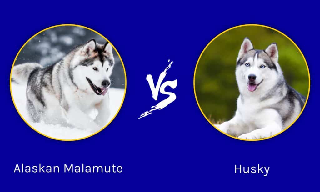 are alaskan malamutes and huskies the same