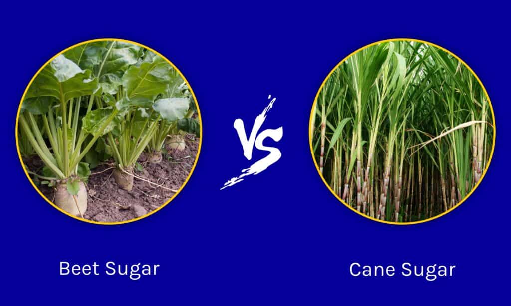 Beet Sugar vs Cane Sugar