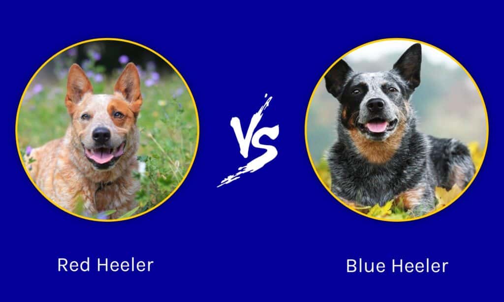 australian cattle dog vs blue heeler whats the difference