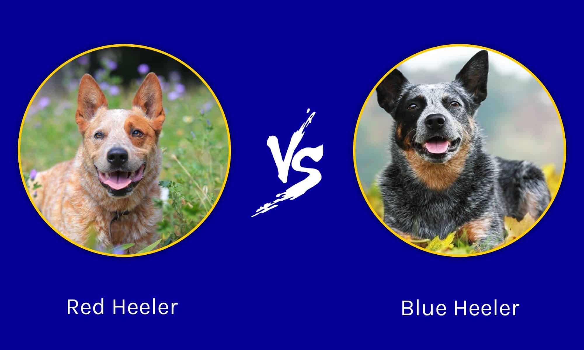 Red Heeler vs Blue Heeler: What Is The Difference? - A-Z Animals