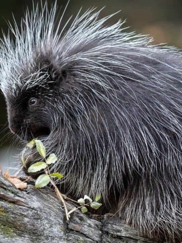 Echidna Vs Porcupine: 8 Key Differences - Az Animals