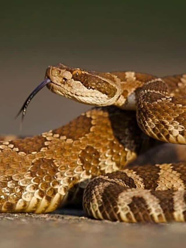 10 Incredible Rattlesnake Facts (#8 Is Downright Crazy) Poster Image