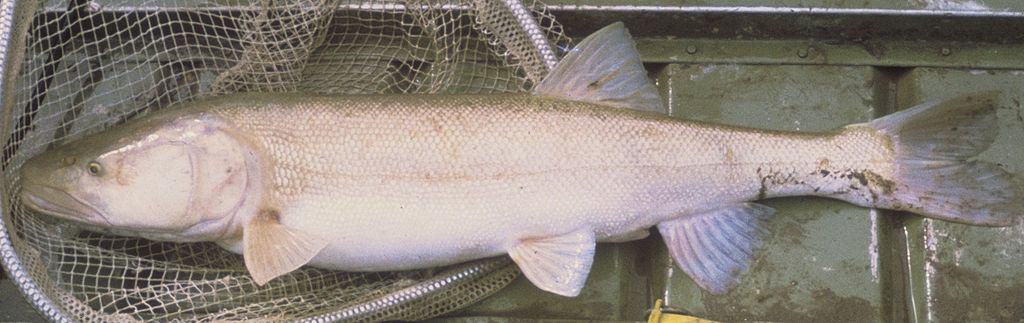 Colorado pikeminnow (Ptychocheilus lucius)