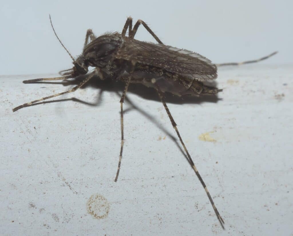 Dark Rice Field Mosquito