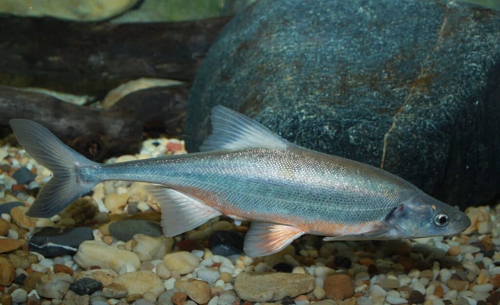 Bonytail chub (Gila elegans)