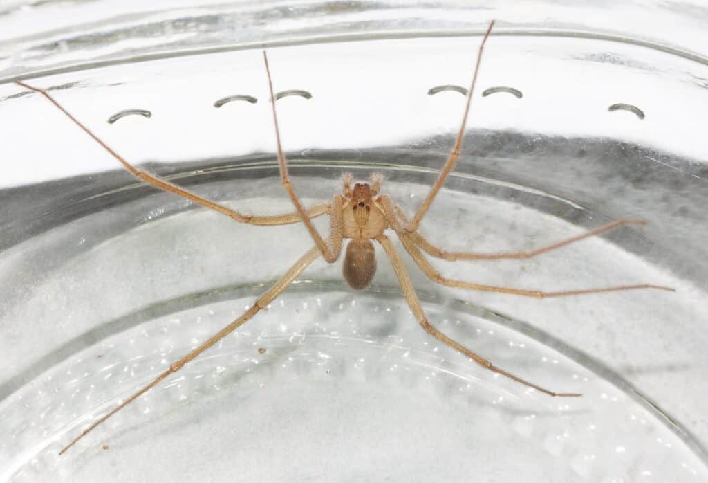 Desert Recluse Spider