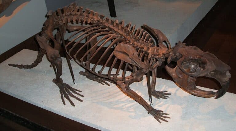 Giant Beaver