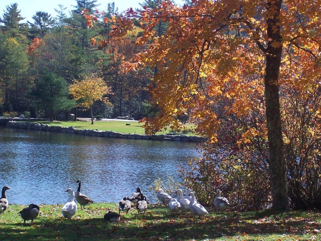 Harris Lake North Carolina 