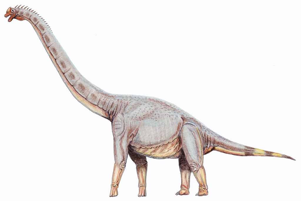 Sonorasaurus thompsoni was an animal taller than giraffes
