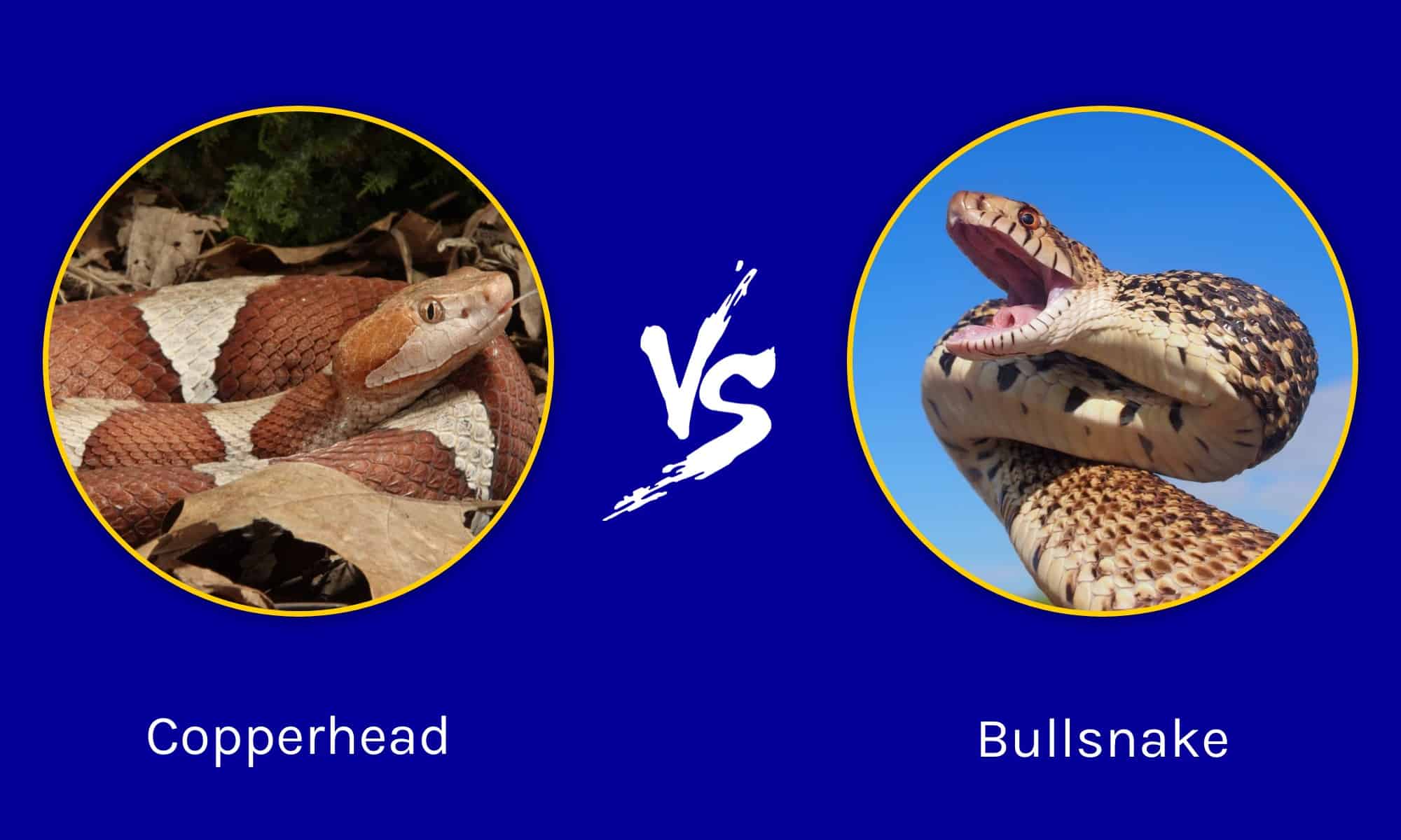 Copperhead vs Bullsnake: What are the Differences? - A-Z Animals