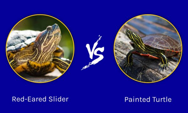 Red Eared Slider vs Painted Turtle: What are the Differences? - A-Z Animals