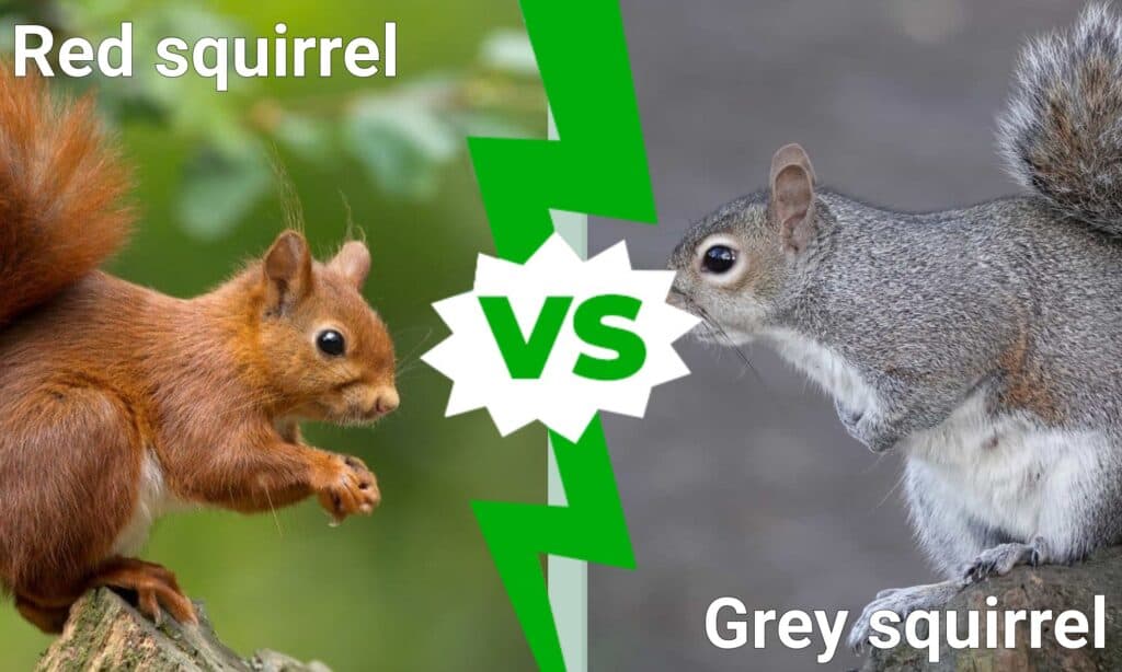 red squirrel vs grey squirrel