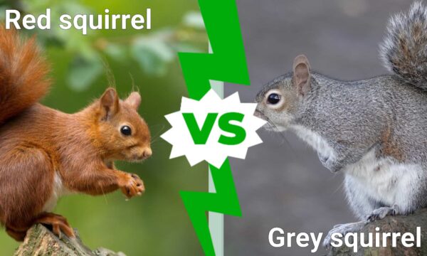 Red Squirrel vs Grey Squirrel: Key Differences Explained - A-Z Animals