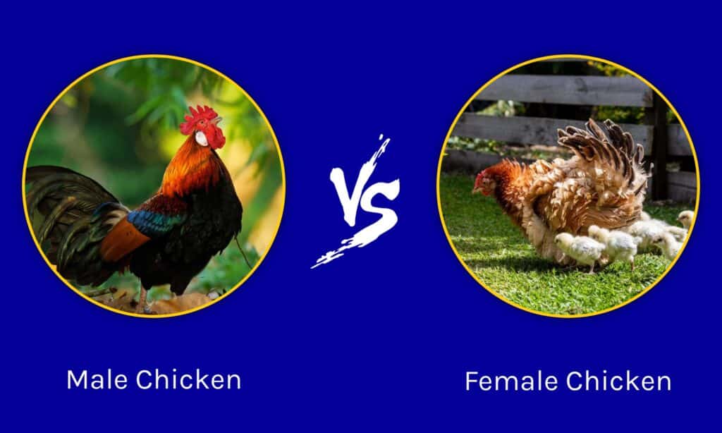 Male Vs Female Chicken The Key Differences Wiki Point