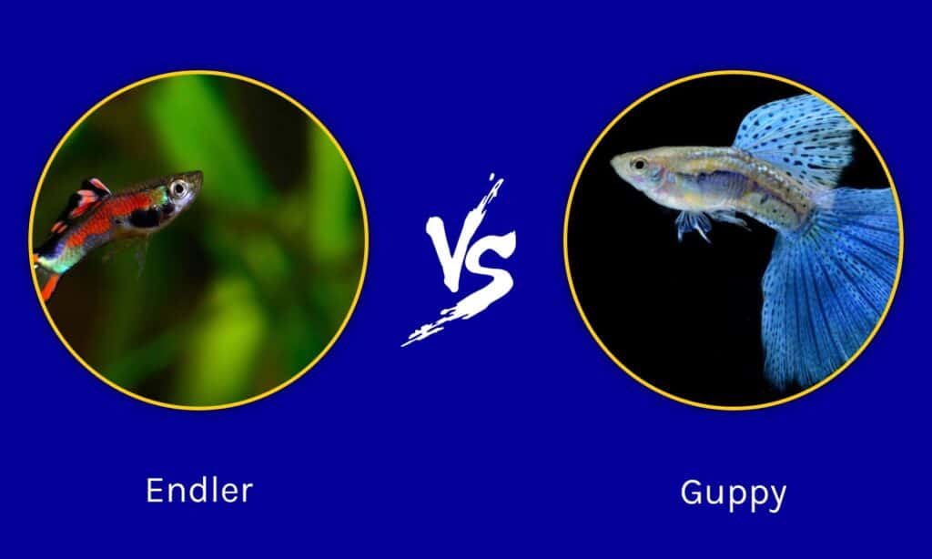 guppies and endlers