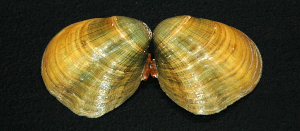 Epioblasma personata (fine-rayed pearly mussel)