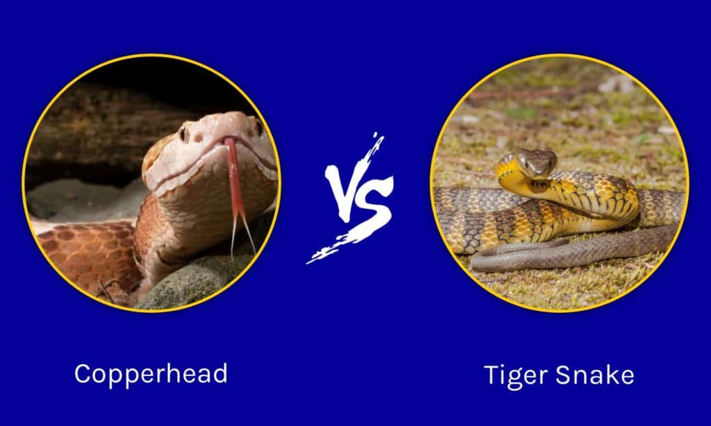 Copperhead vs Tiger Snake: What’s the Difference? - Wiki Point