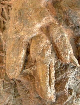 Eubrontes