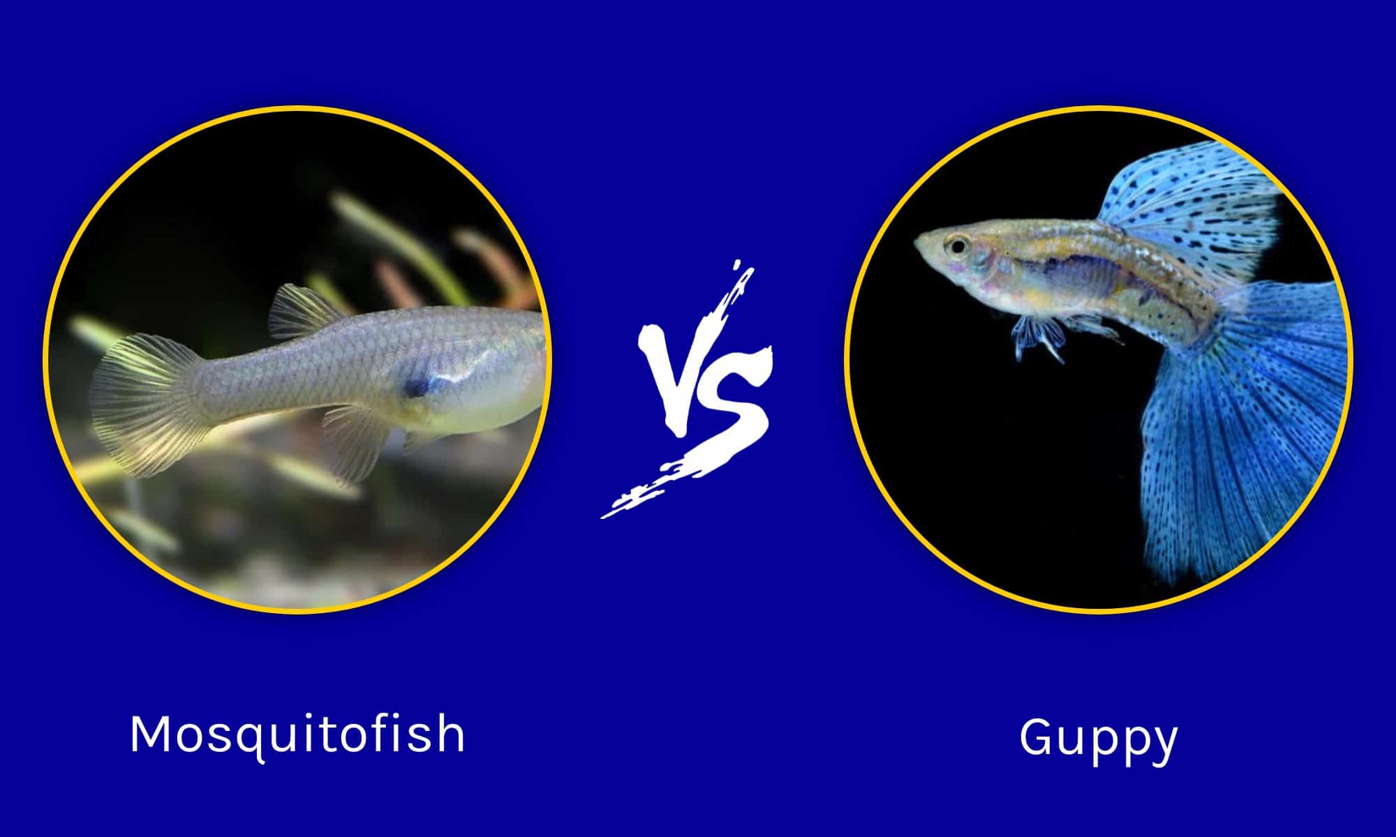 Mosquitofish vs Guppy Key Differences Explained AZ Animals