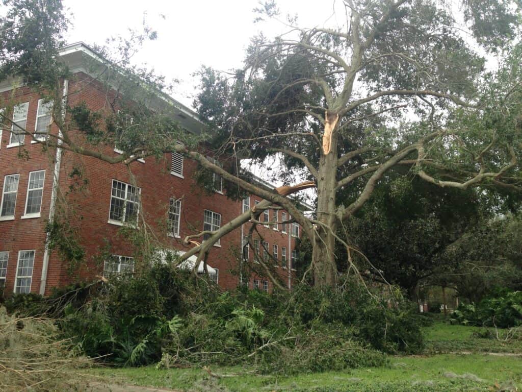 When bad storms happen, oak trees can lose big limbs.