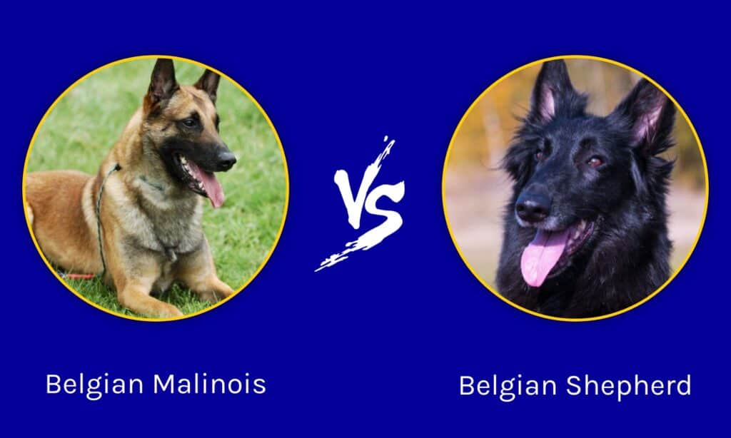 4 Different Types Of Belgian Malinois