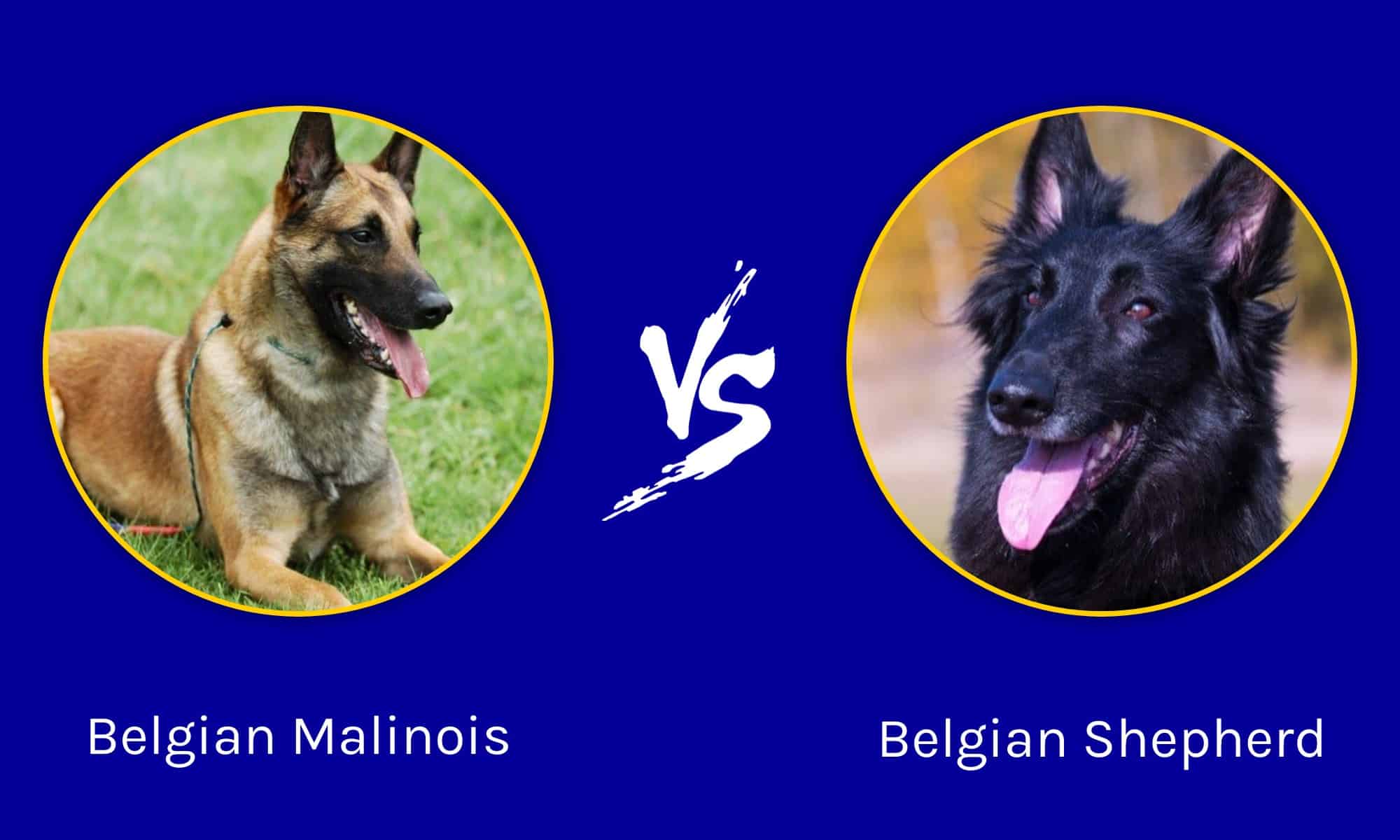 Belgian Malinois Vs Belgian Shepherd: What Are The Differences? - Wiki ...