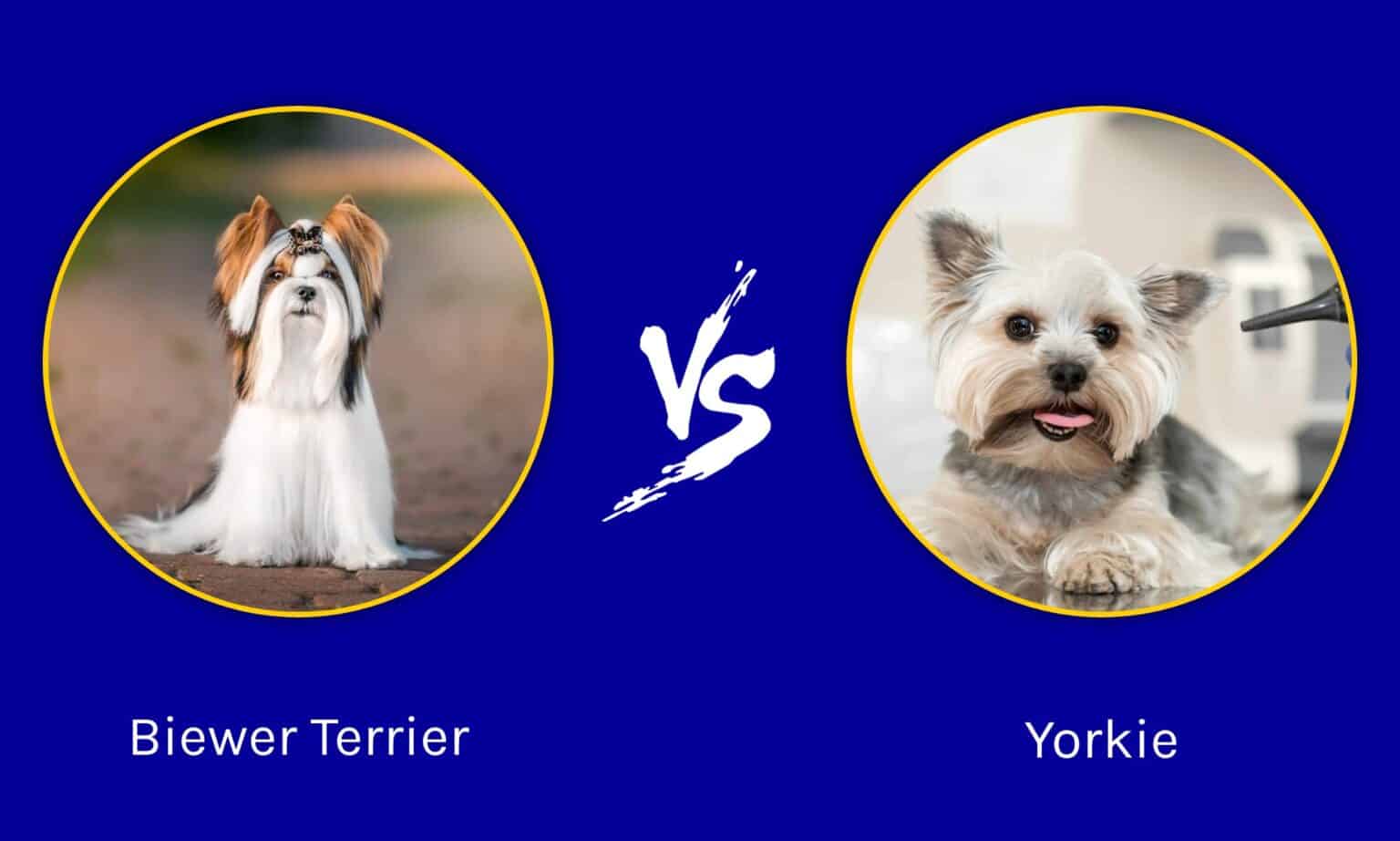 Biewer Terrier vs Yorkie: What are the Differences? - AZ Animals