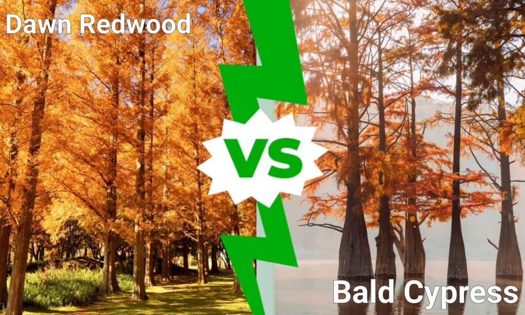 Dawn Redwood vs Bald Cypress