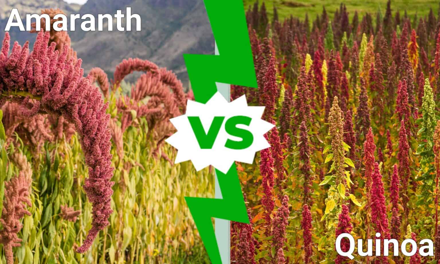 Amaranth vs Quinoa What’s the Difference? Wiki Point