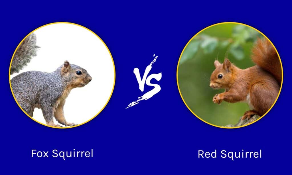 red squirrel vs grey squirrel