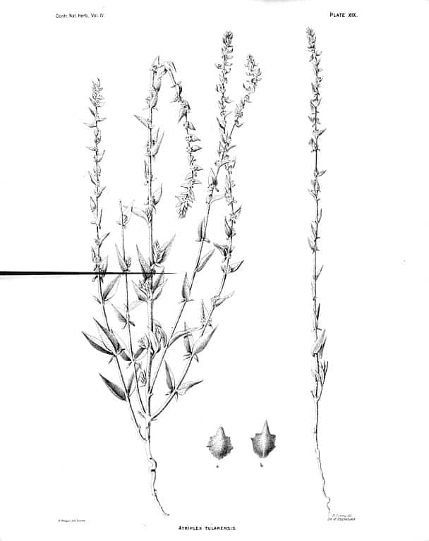 Tulare Saltbush (Atriplex tularensis)