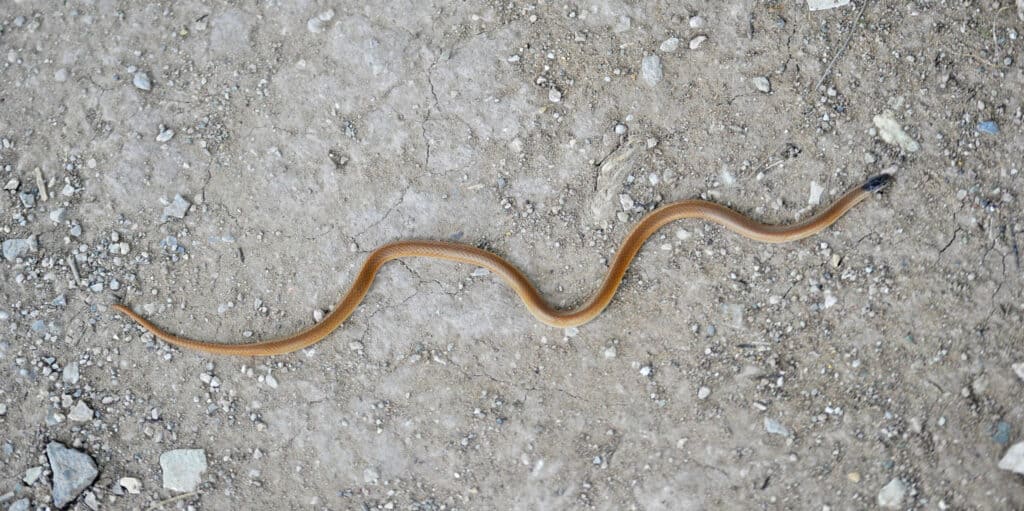 Plains Black-headed snake (Tantilla nigriceps)